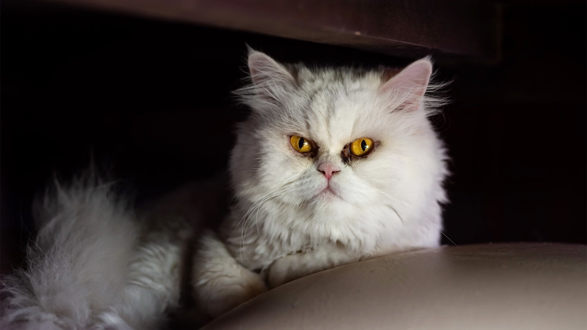 无解世界波与南美寒流，特奥爆发，玻利维亚强行终结埃及