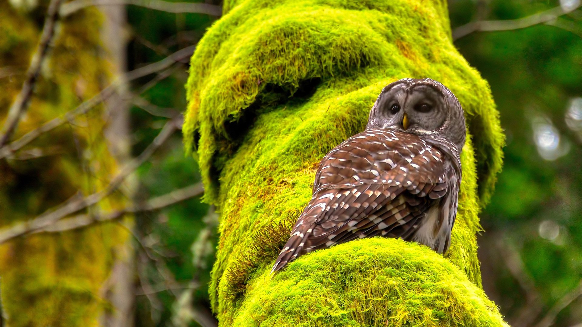 浪潮之巅，利拉德的爆发、湖人的默契与凯尔特人的无声叹息