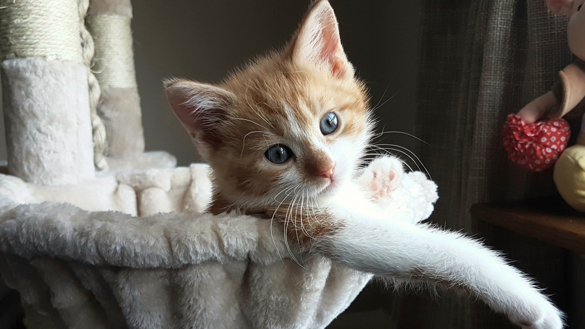 死亡之组生死战，南美高原之鹰与沙漠之狐的决斗