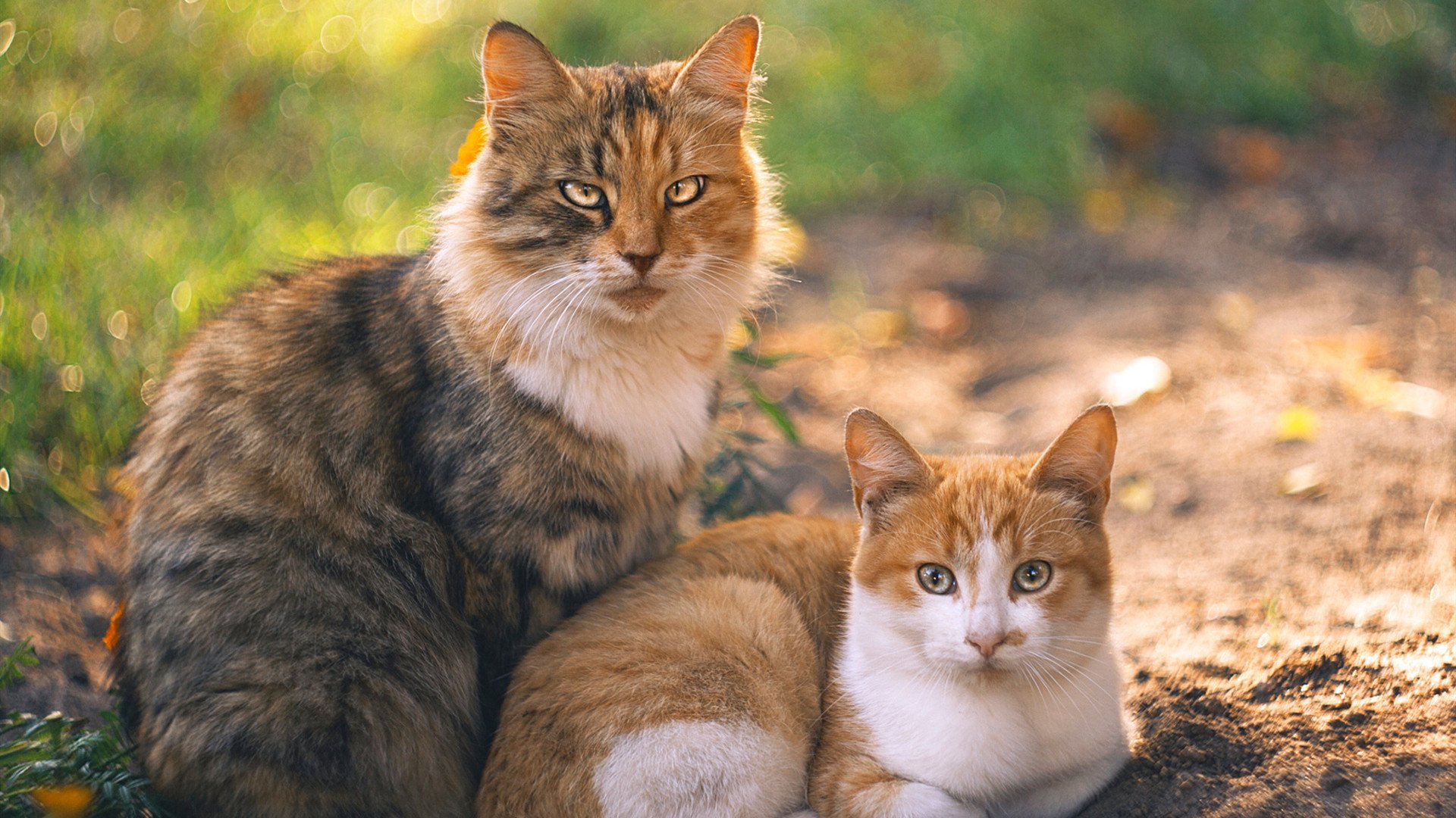 世俱杯改制-不设防的边疆与绿茵铁幕，当萨拉赫刺穿终场哨音
