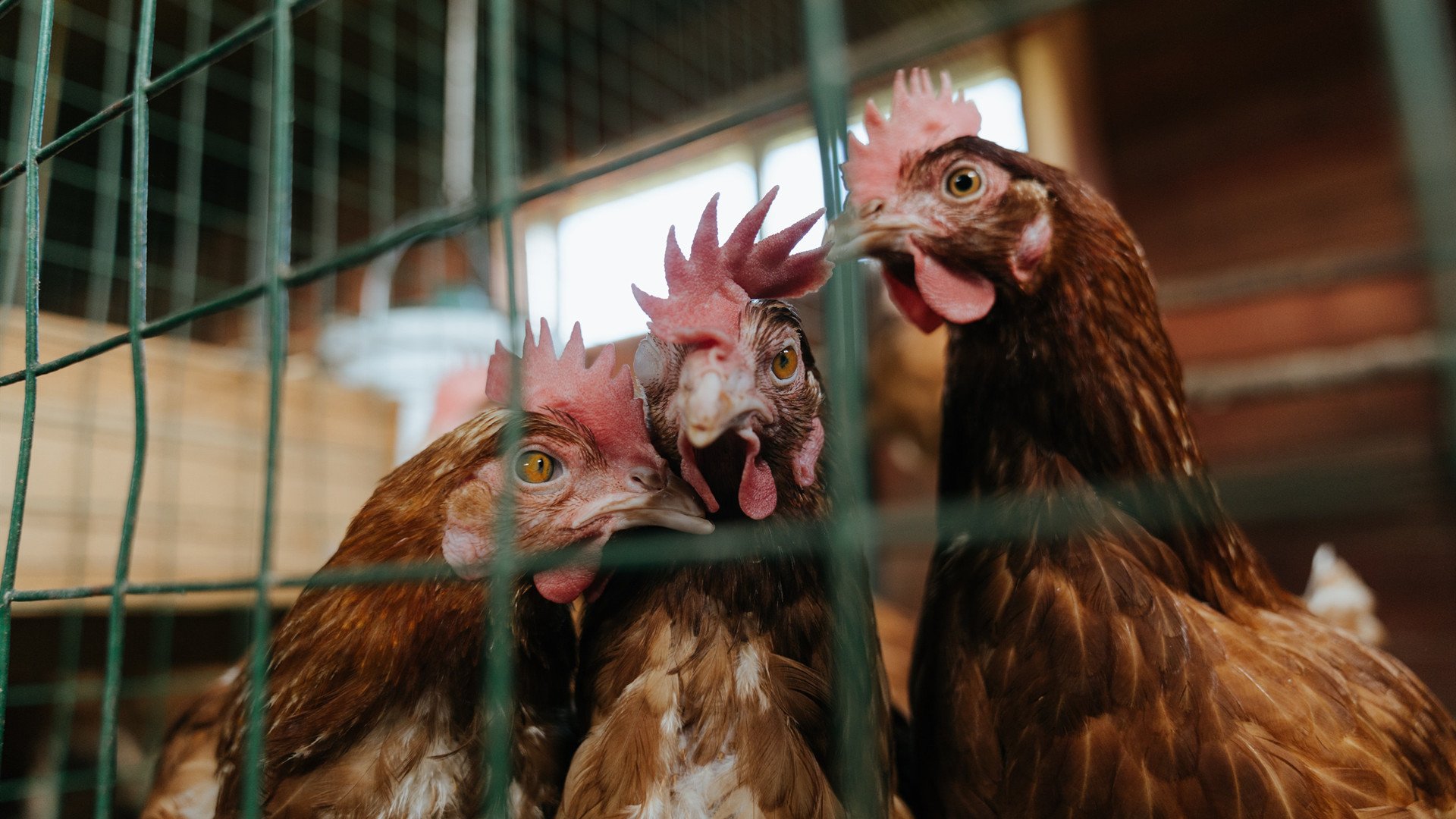 世俱杯2025-神迹再现！华盛顿奇才总决赛逆袭独行侠终结时代传说