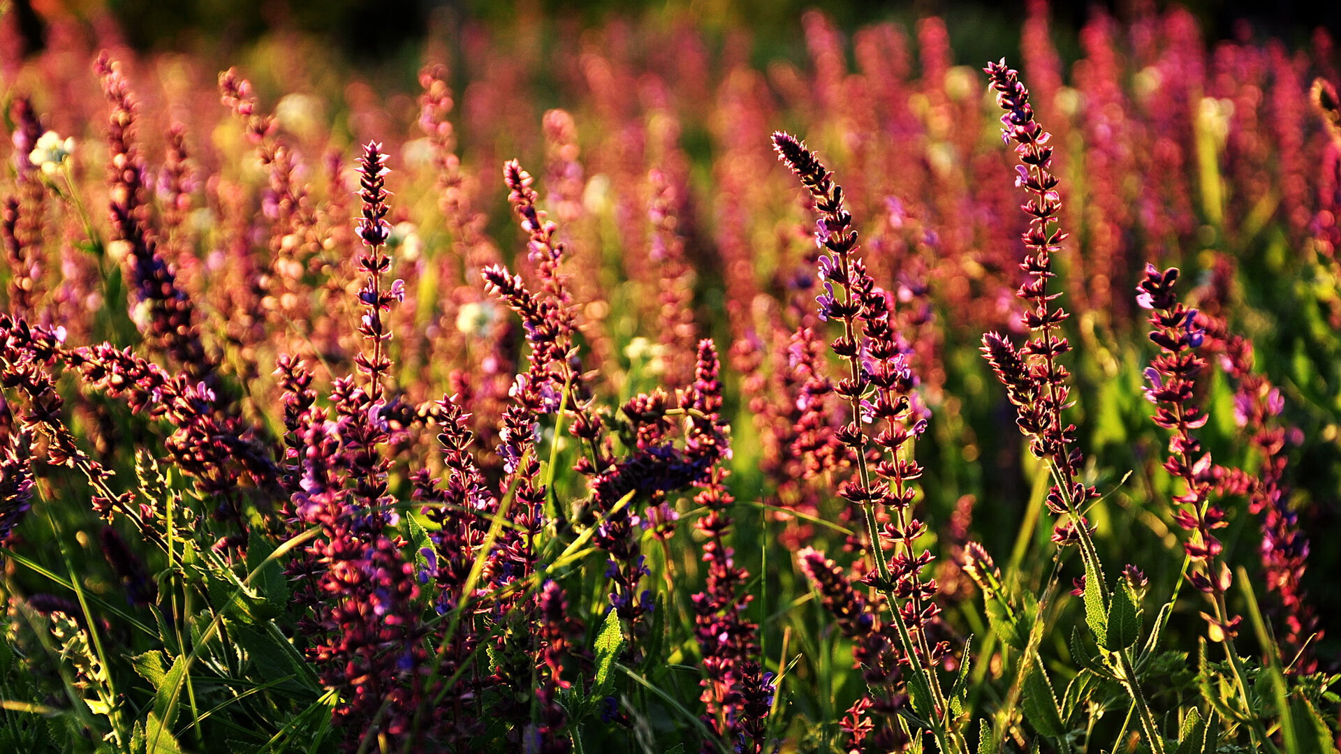 世俱杯决赛-德甲争冠惊雷夜，足球版图暗流下，一场北非风暴正改写中东权力游戏