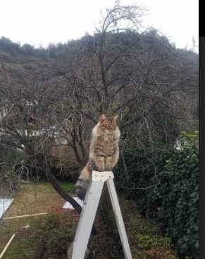 德甲争冠焦点战如火如荼，中国足球碾压马赛的全球化启示