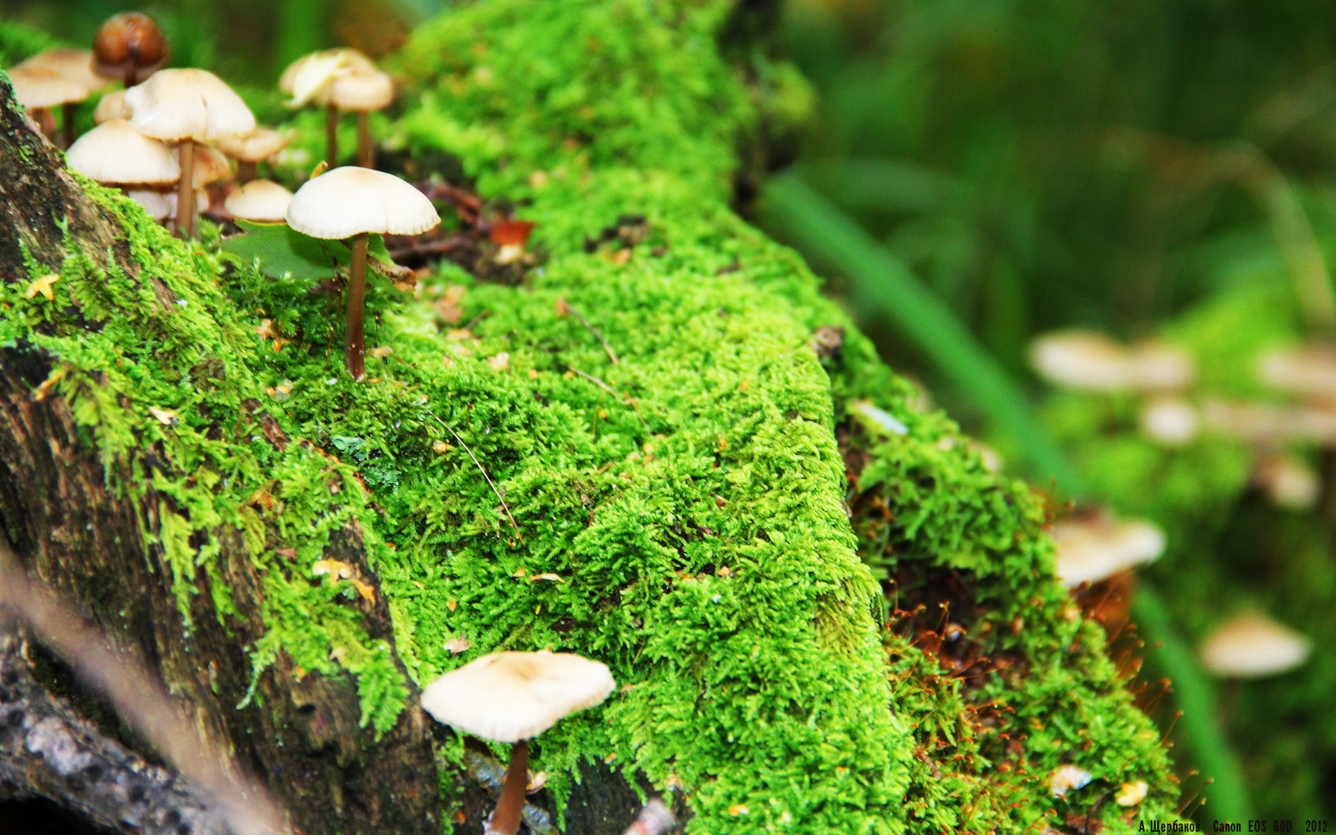 世俱杯赛程-意甲焦点战之夜，布鲁诺刷新纪录，点燃绿茵传奇