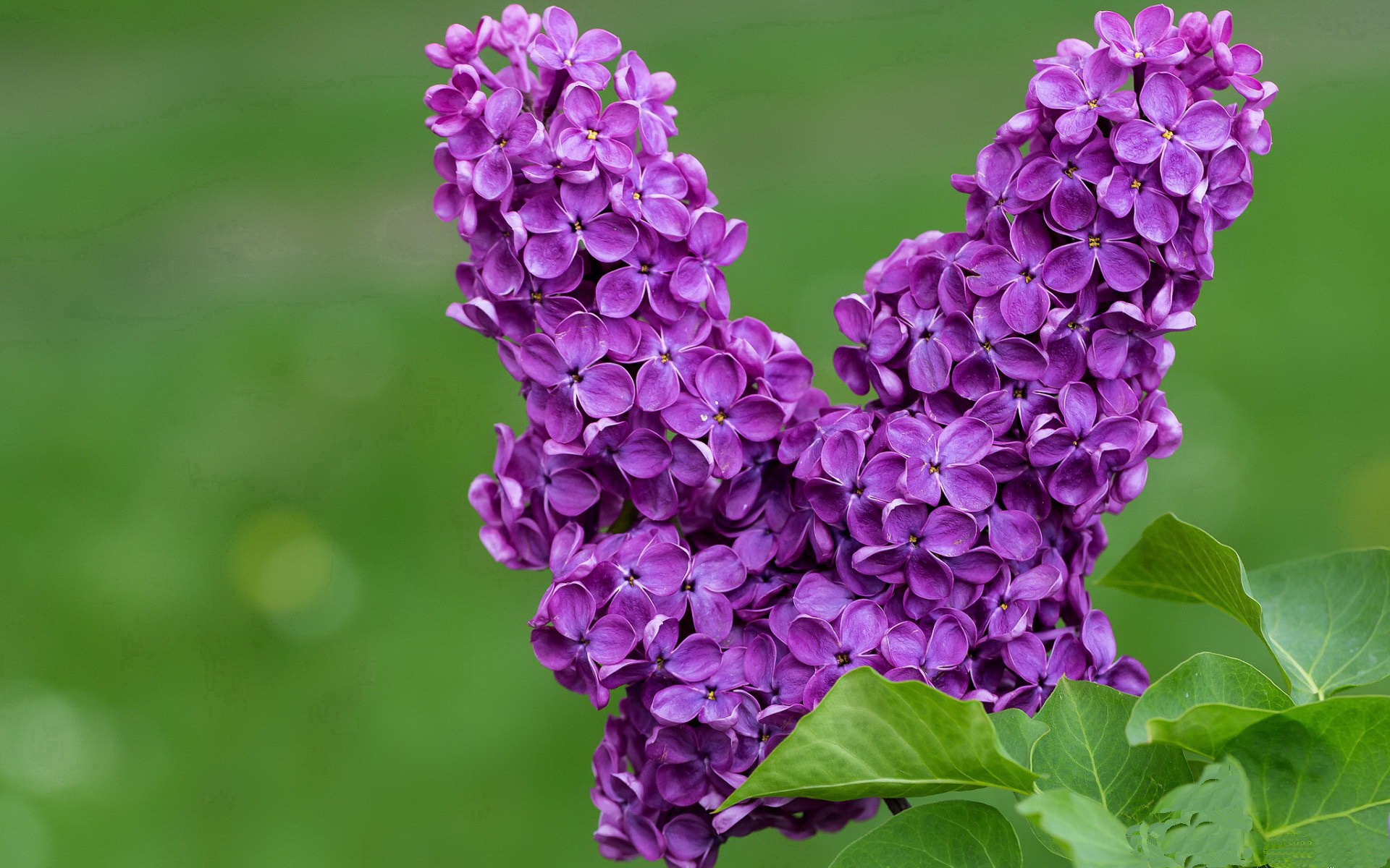 世俱杯直播-神来之笔定乾坤，蒂亚戈以一己之力改写埃及对阵加拿大之战局