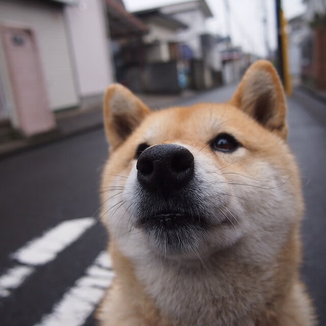 世俱杯决赛-跨越大洋的荣耀，黄蜂淘汰爵士展韧性，马克西德比之夜铸传奇