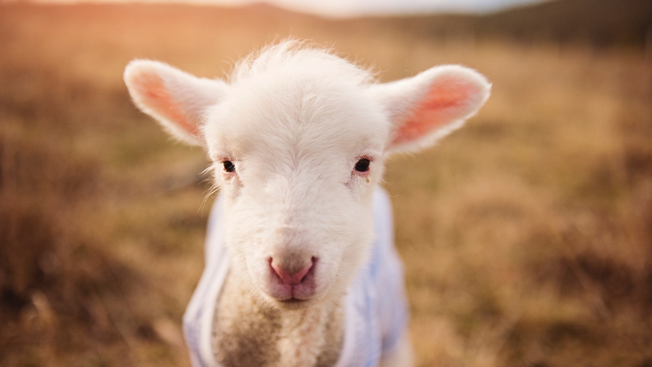 足球的双重奏，若日尼奥的里程碑与摩洛哥的奇迹之夜