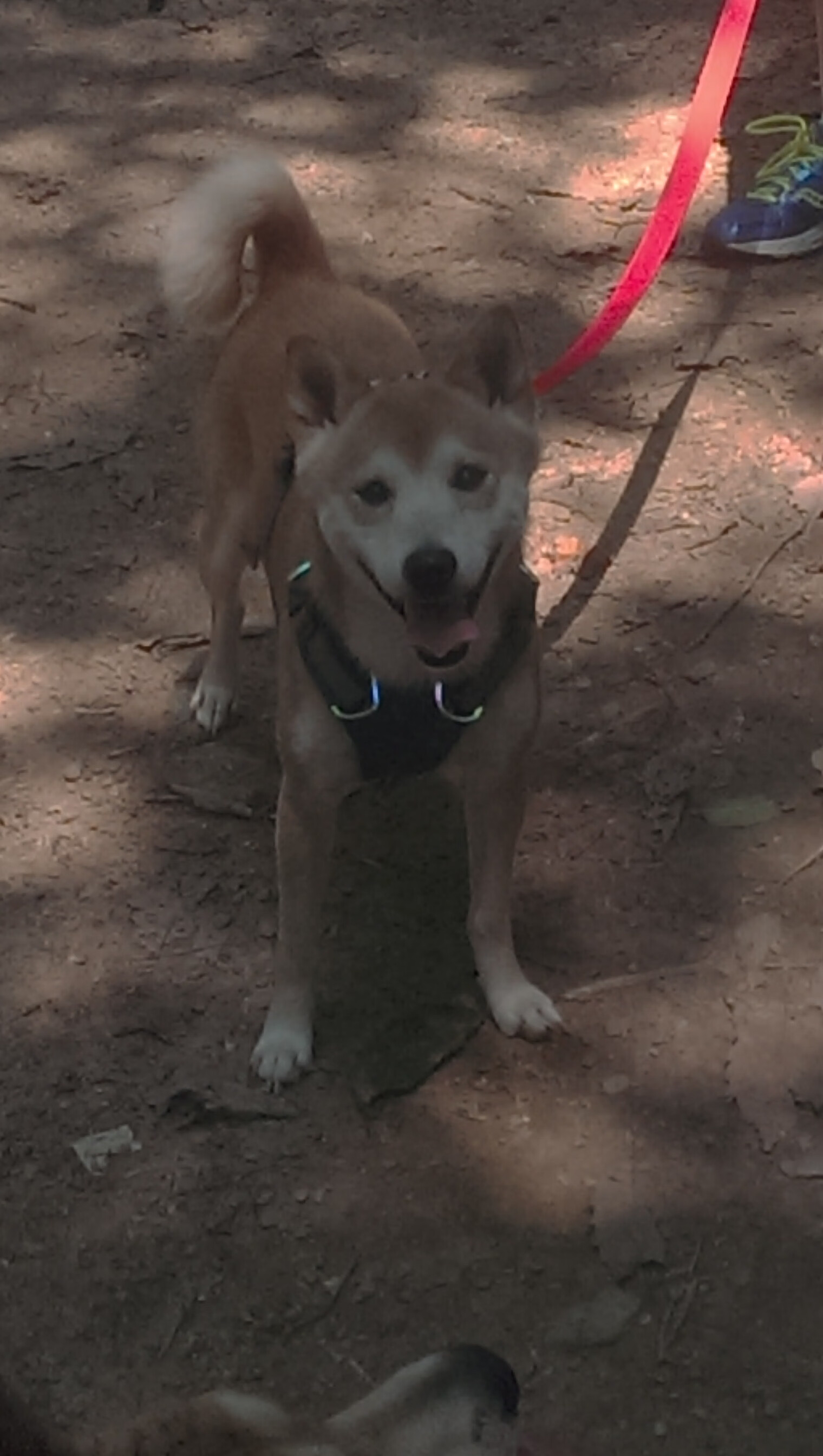 英格拉姆大舞台绽放光芒，骑士强行终结猛龙晋级之路