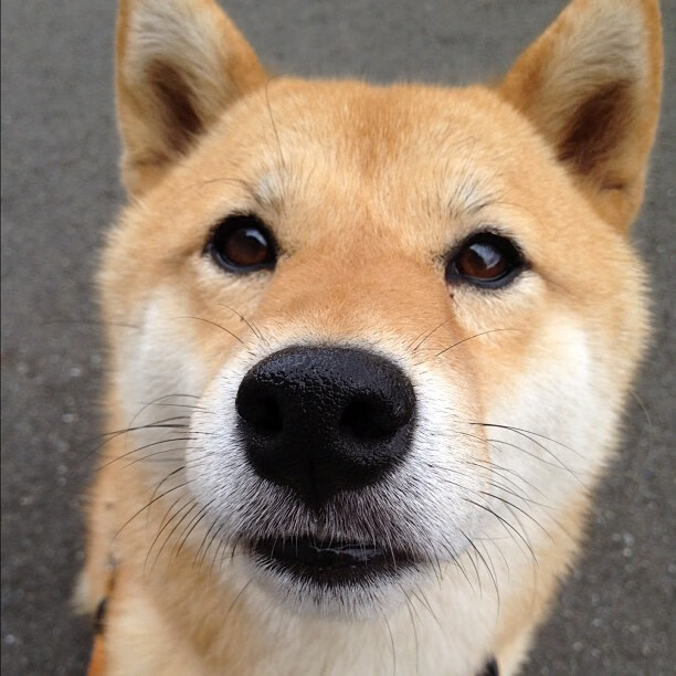 冰与火的碰撞，孔德一锤定音，冰岛足球再创维京奇迹