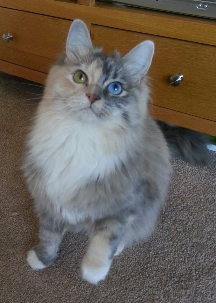 世俱杯奖金-奥利维耶闪耀全场，尤文图斯力克委内瑞拉劲旅