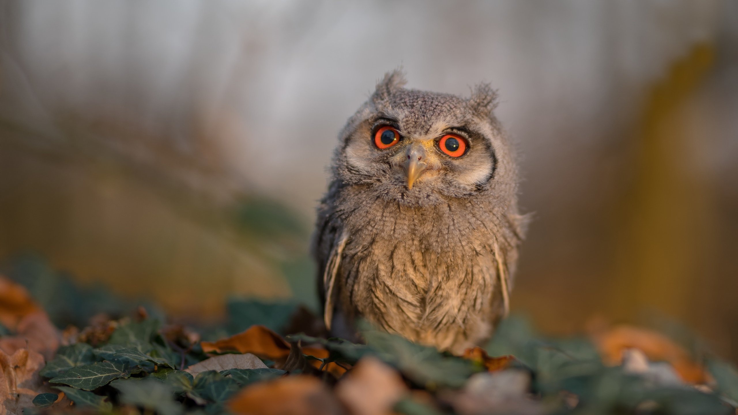 天山风暴席卷波士顿，新疆队单节神迹拉开凯尔特人