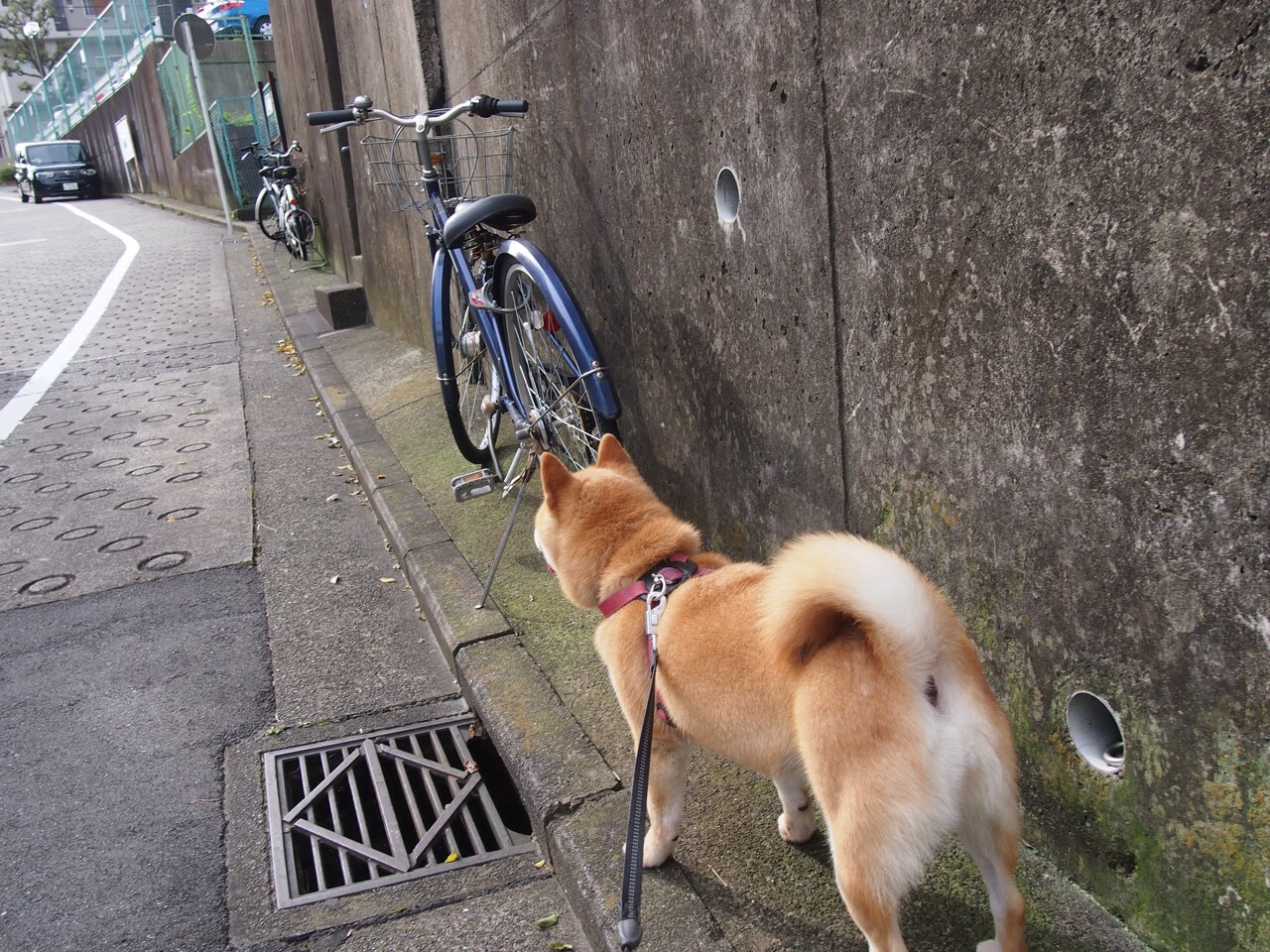 北欧风暴席卷雷恩，范戴克式统治力，挪威客场轻取彰显战术碾压