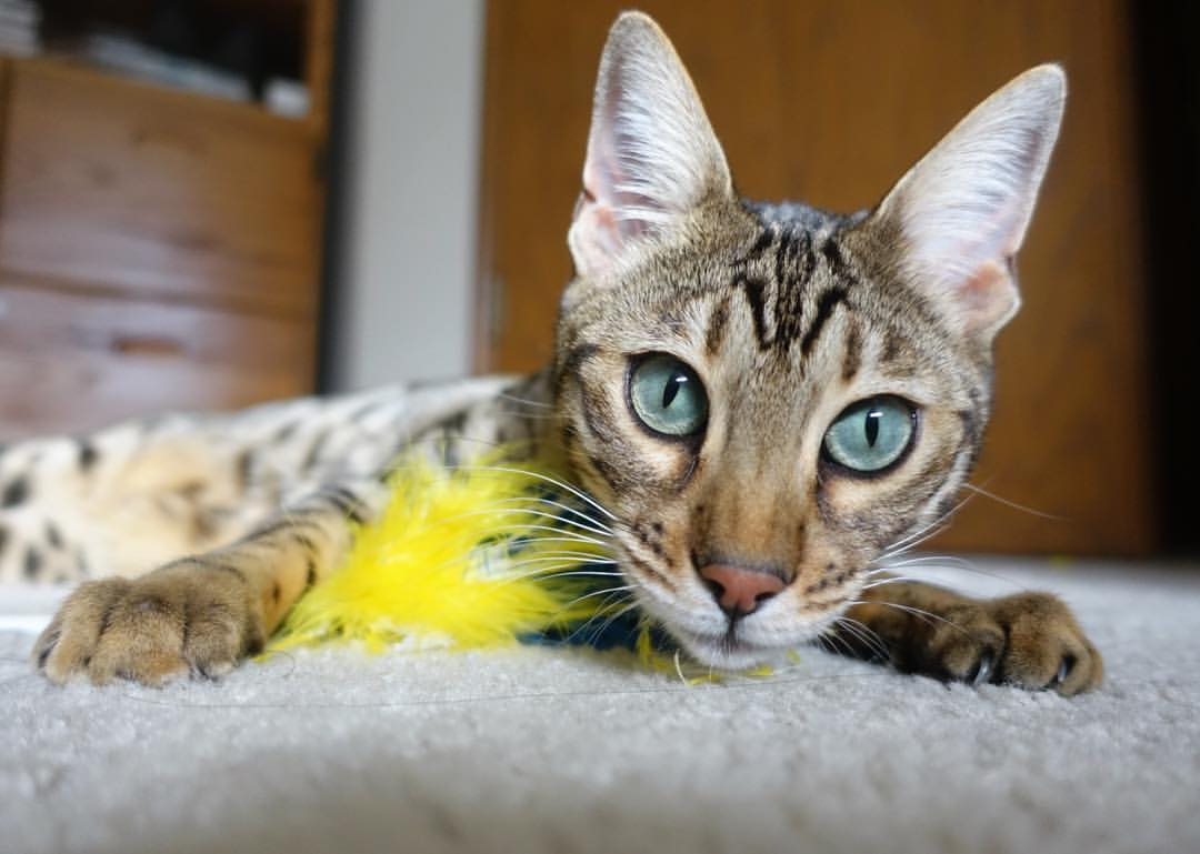 世俱杯直播-跨界焦点，东决关键战中的塞维利亚与哥斯达黎加对决