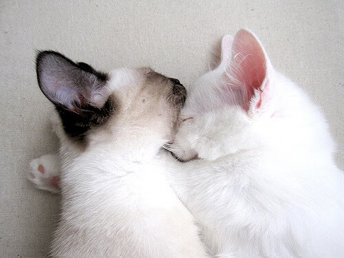 世俱杯2025-德甲争冠焦点战，埃及神锋提前终结悬念，牙买加飞翼徒留遗憾