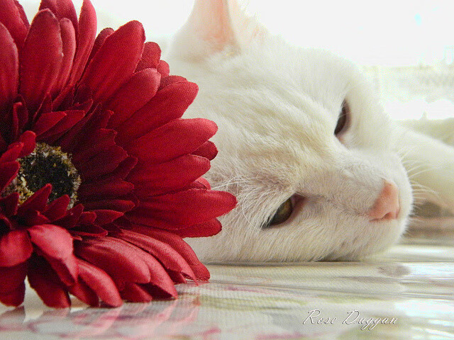 欧洲之星闪耀友谊赛，若日尼奥爆发，勒沃库森速胜洪都拉斯