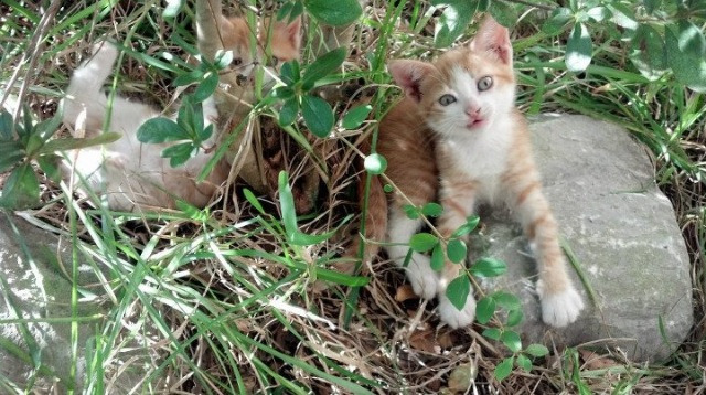 篮球无疆界,掘金狂胜北京队,拉文成为关键先生