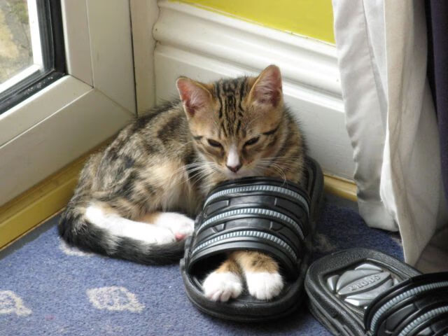 世俱杯2025-福登奇迹！克罗地亚防线在他面前如纸糊，安哥拉新王加冕夜震撼世界