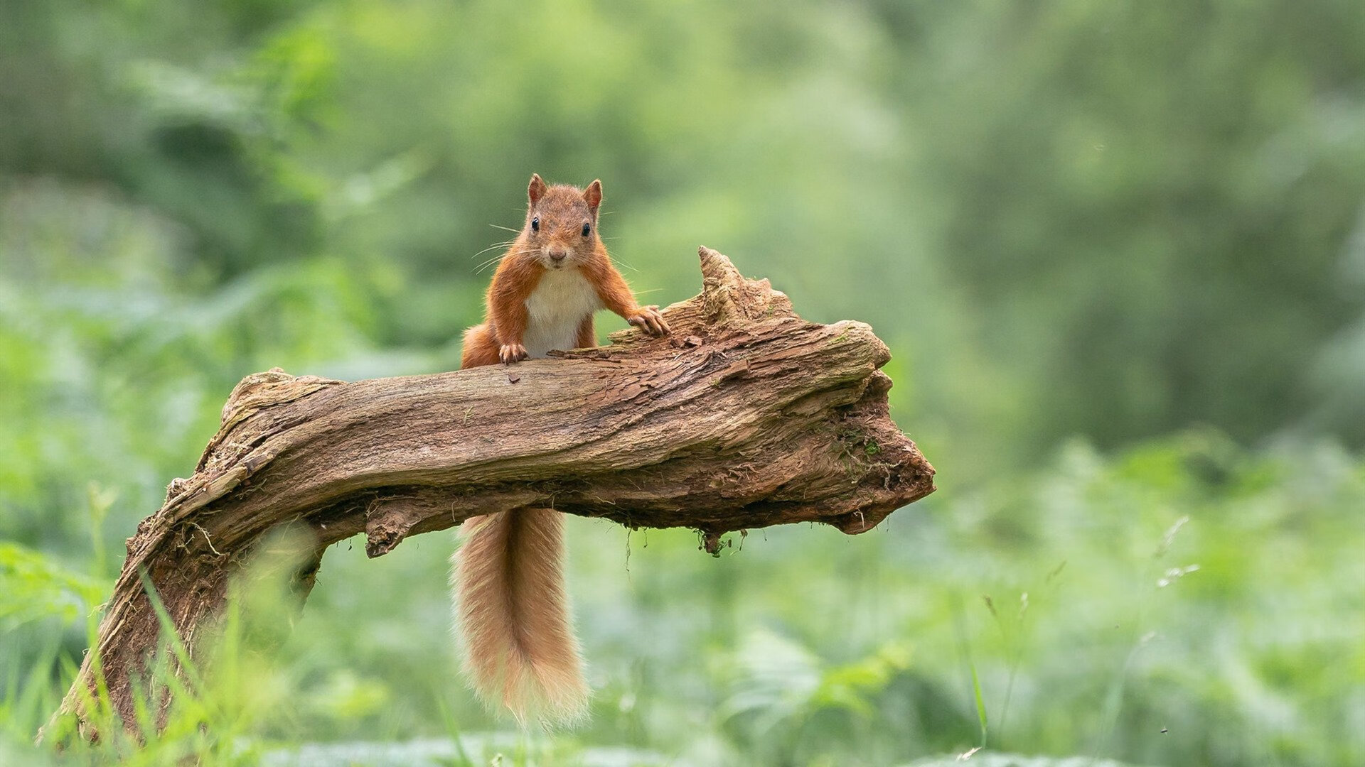世俱杯赛程-一记三分冻结嘘声，詹姆斯让比赛在第三分钟就已结束